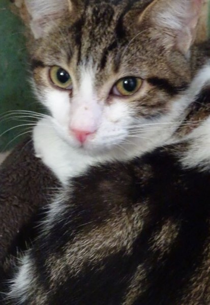 Oasis est un chaton adorable et câlin. De nature douce, il cherche des adoptants aimants et qui prendront soin de lui pour la vie!