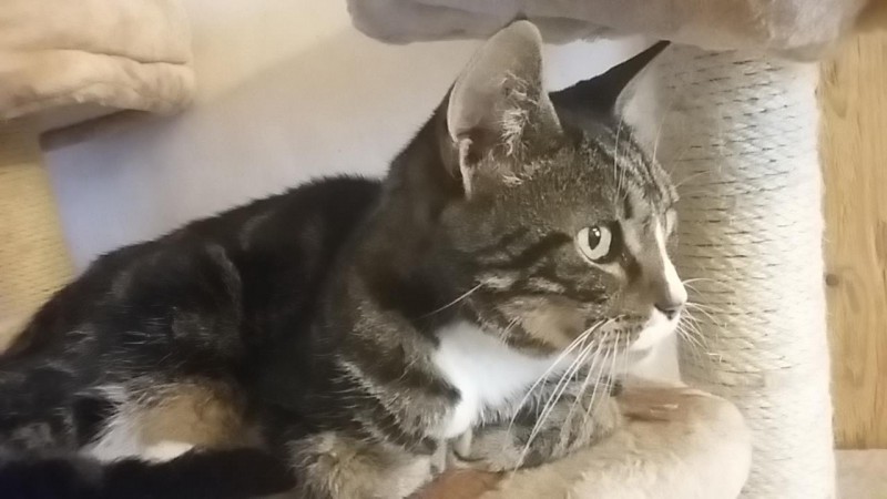 Pegase est un adorable chat, beau, gentil et sociable.
Il raffole des câlins.
Chat d'appartement et de famille, il vous attend à l'adoption sur Paris !