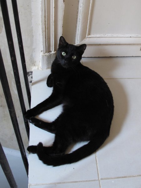 Voyou est un très beau chat noir de un an et demi, arrivé chez Sauve suite à son abandon. Il a été jeté dans un bus et est arrivé dans un état de santé gravissime.
