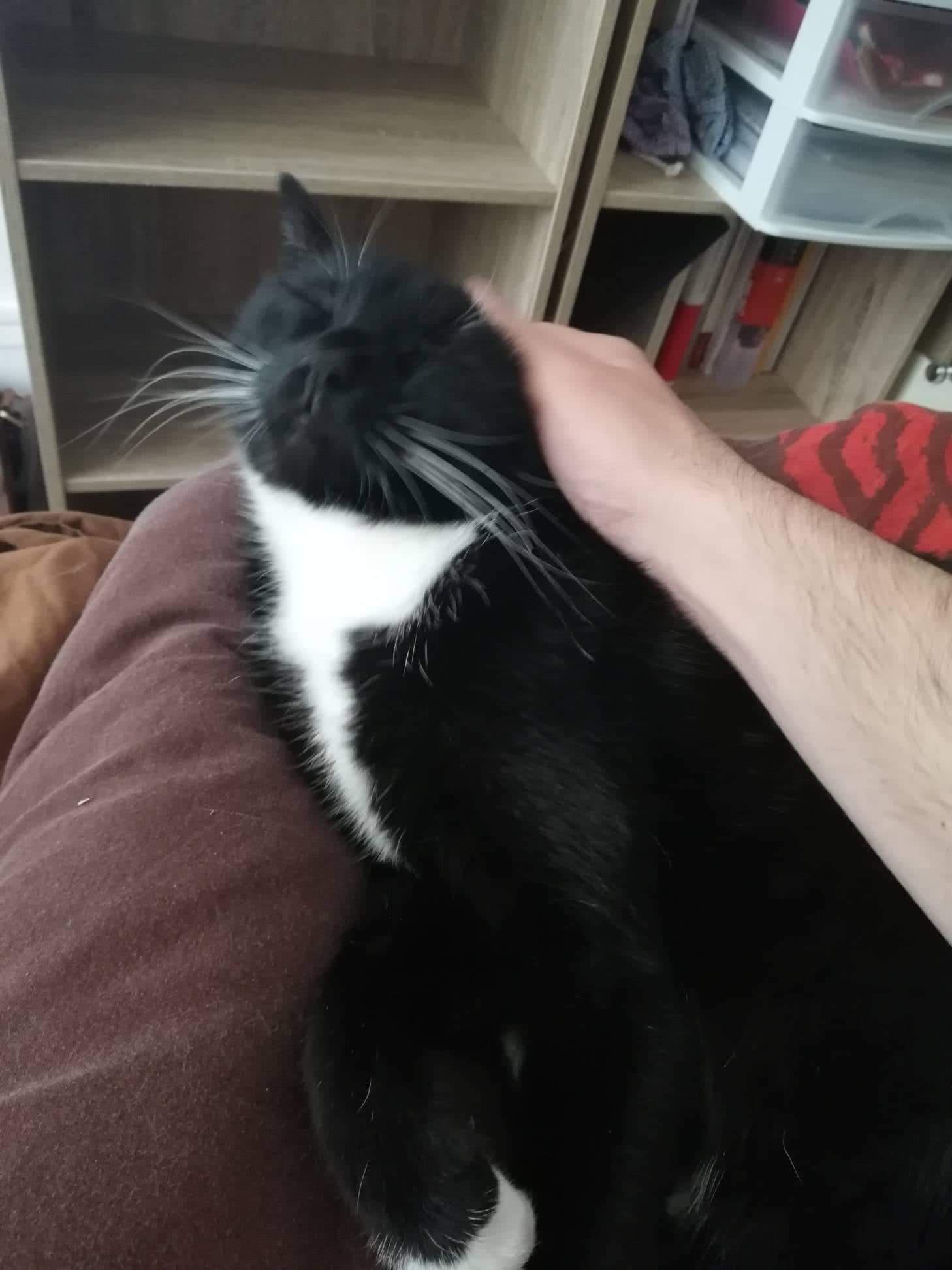 Adoptions Association Sauve