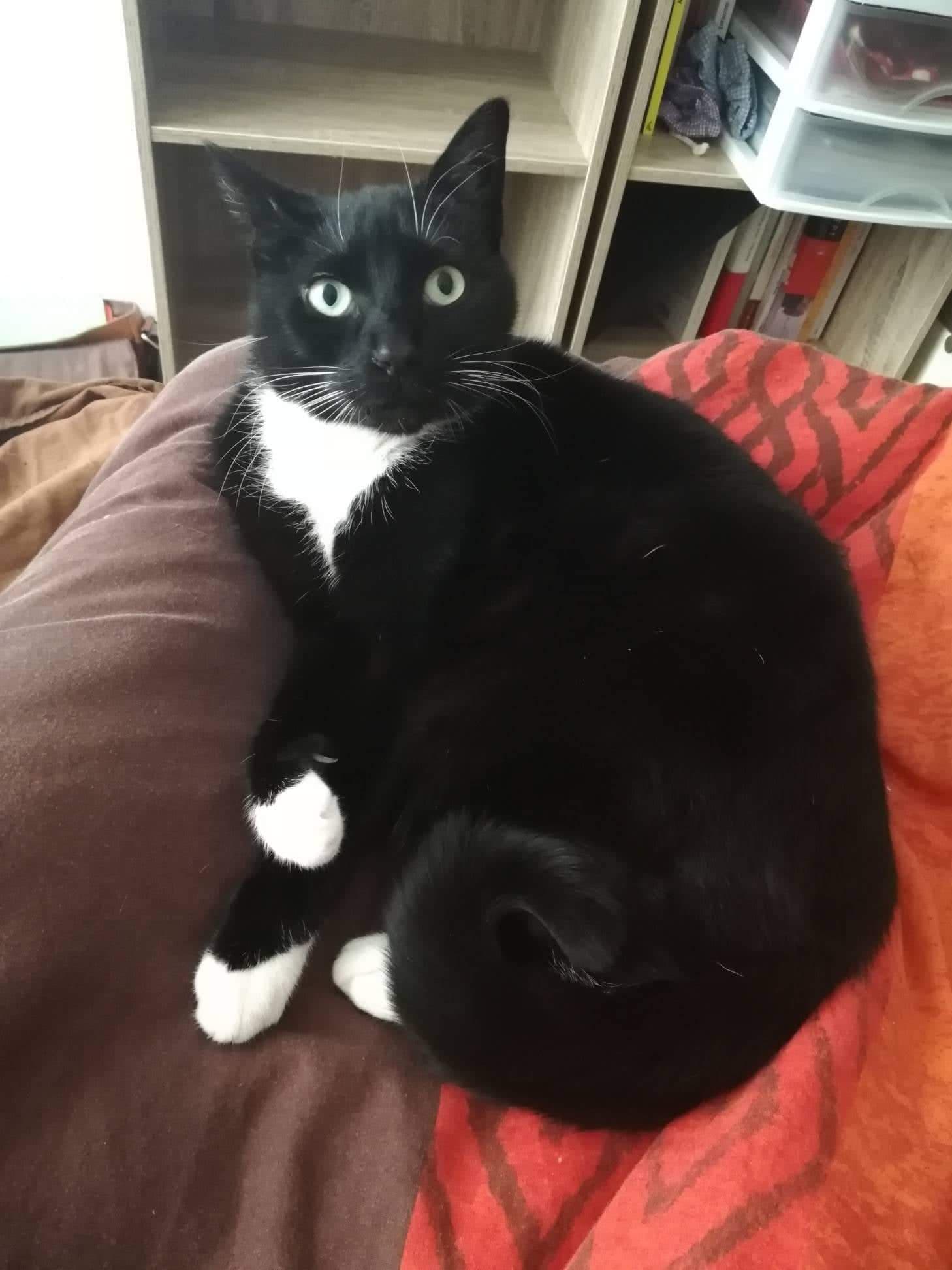 Adoptions Association Sauve