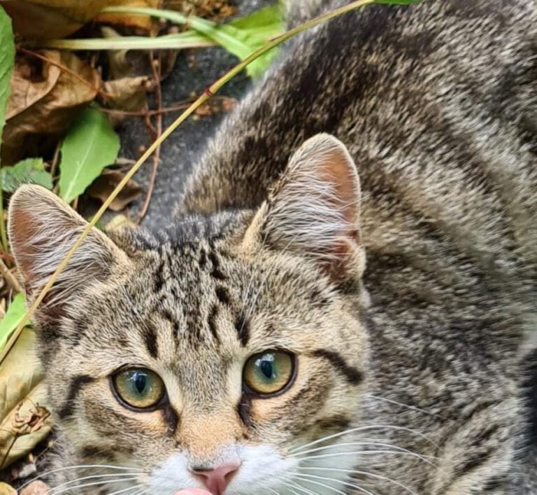 Association Sauve Adoption chats Paris, parrainage