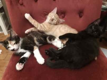3 gentils chatons attendent chacun leur maison. Ils sont à adopter exclusivement sur Paris, auprès de personnes dans la vie active, et sans étage élevé